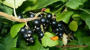 Смородина черная Багира (ribes nigrum bagira) 🌿 Багира обзор: к