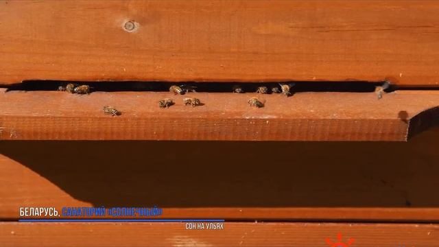 Санаторий Солнечный - сон на ульях, Санатории Беларуси смотреть онлайн