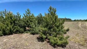 Сосны Обыкновенные, Сосна Крымская