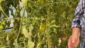 Манго Джанго - необычный томат.