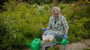 Срочно подкормите голубику и гортензии