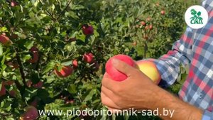 Яблоня Теремок. Сорт осеннего срока созревания. Краси?