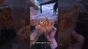 Кордицепс Военный мицелий и плодовые тела на ферме Her