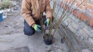 Плетёная Ива своими руками.Первый опыт.