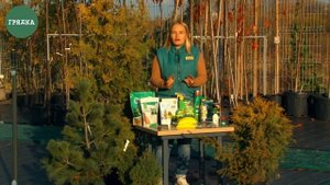 Подготовка хвойных растений к зиме