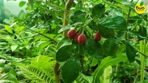 Секреты выращивания экзотической Муррайи