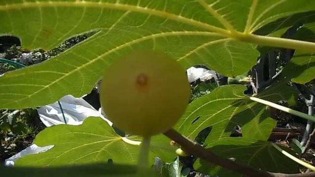 Инжир сорта "Рандино" в кадке смотреть онлайн