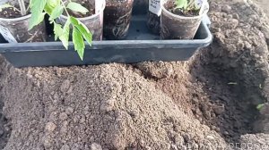 Высадка томатов в теплицу  Что добавляю в лунки