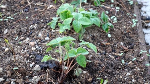 КЛУБНИКА РАСТЁТ КРУПНАЯ ОТ ЭТОЙ ПОДКОРМКИ! смотреть онлайн