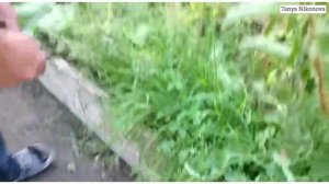 Сбор урожая ТОМАТОВ в начале августа. Урожайный огоро?