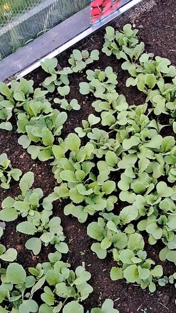 Наша дача! Теплица и растения !!!! Мы начинающие огордни смотреть онлайн