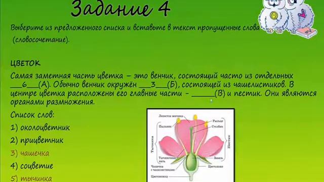 Биология. Разбор варианта ВПР по биологии 6 класс. Вари смотреть онлайн