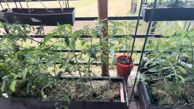 Подкармливаю огурцы в вёдрах . Завязь на томатах 🍅 . ? смотреть онлайн