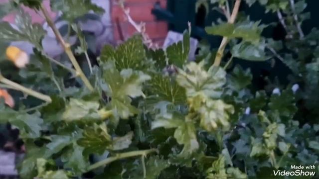 Самшит погибает! Срочная обработка от белокрылки! смотреть онлайн