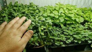 Как поливать Микрозелень подсолнечника - Курс - выращи