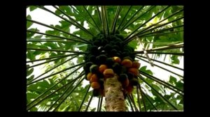 Как в домашних условиях вырастить Папайю. Полная инст?