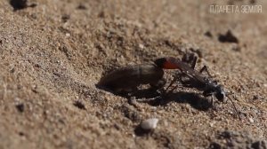 Осы: Воздушные Полосатые Волки | Интересные факты про ?