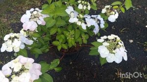 Гортензии Сбежавшая невеста и Френч Болеро, красавицы