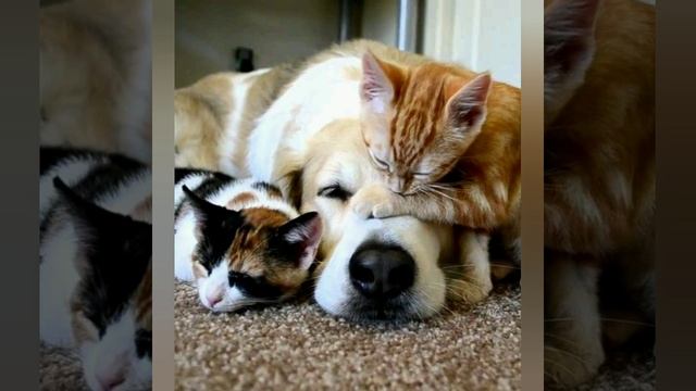 смешные кошечки и собачки вторая часть