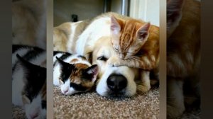 смешные кошечки и собачки вторая часть