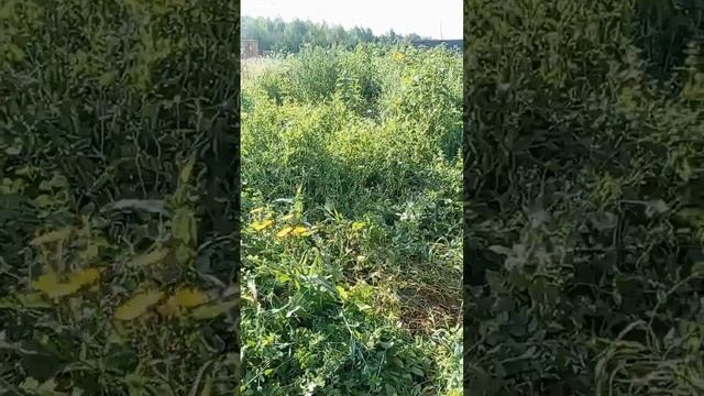 Коровы и биодинамическое земледелие, 10 08 25 смотреть онлайн