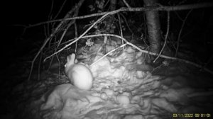 Заяц-беляк и вкусная веточка | Чем питаются зайцы зимо?