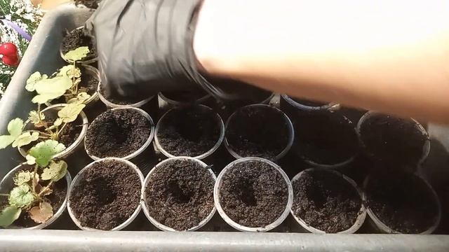 #гейхера из семян/дёшево и сердито/комнатные условия смотреть онлайн