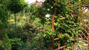 Спасаем розы Кордеса! Кордесовская пятнистость!