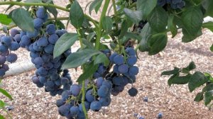 Голубика. Как подсыпаем светлые опилки.