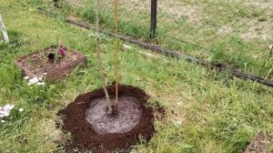 Посадка яблони по всем правилам☝️