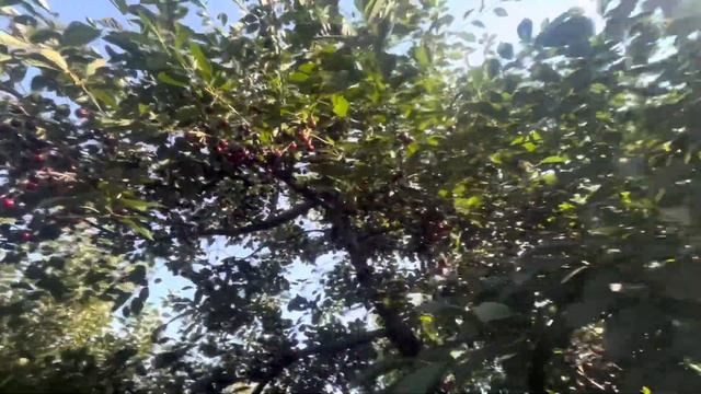 Вишня Харитоновская. Цветение и урожай. 2025 год смотреть онлайн