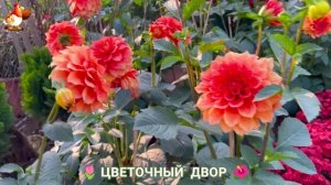 Цветы на участке и во дворе как красиво посадить фото идеи для вдохновения (60)