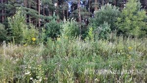 Получив в наследство бабушкин дом, брошенная женихом ?