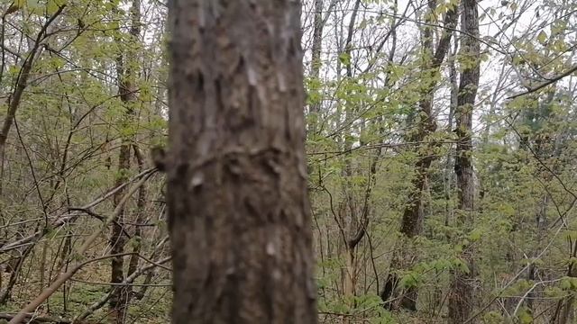 Осмунд и страусник - сбор папоротников в уссурийской т смотреть онлайн