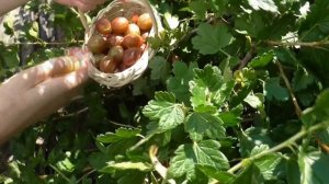 ЛАПРИМА - сорт крыжовника высочайшего качества./ Колле