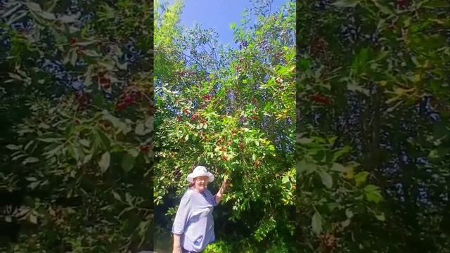 Дача это классно!!! А вы,как считаете? смотреть онлайн