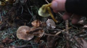 ЯДОВИТЫЕ ОПЯТА и съедобные НА ОДНОМ ПНЕ! Германия 2025