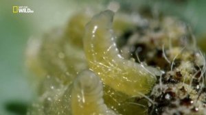 Удивительные насекомые. Док фильм Nat Geo Wild HD