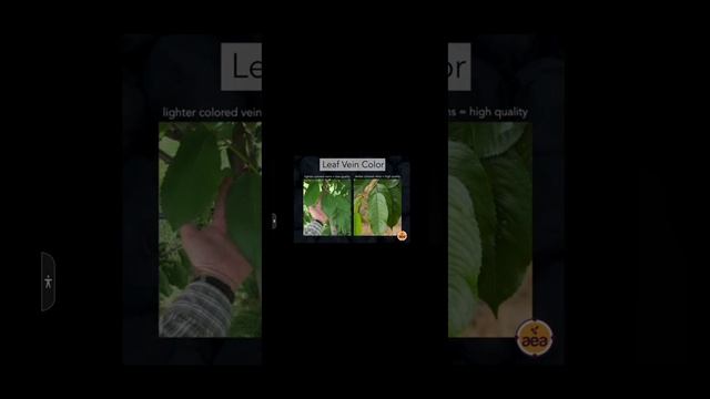 Как увеличить в 2,5 раза урожай, убрав дефицит микроэле? смотреть онлайн