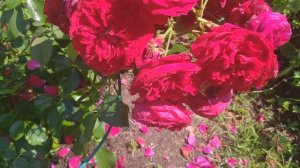 Роза Красная шапочка  Самая лучшая флорибунда  Растет