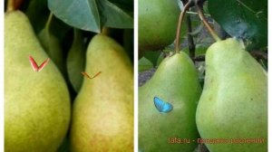 Груша плодовая Выставочная - Феерия 🌿 обзор: как сажа?