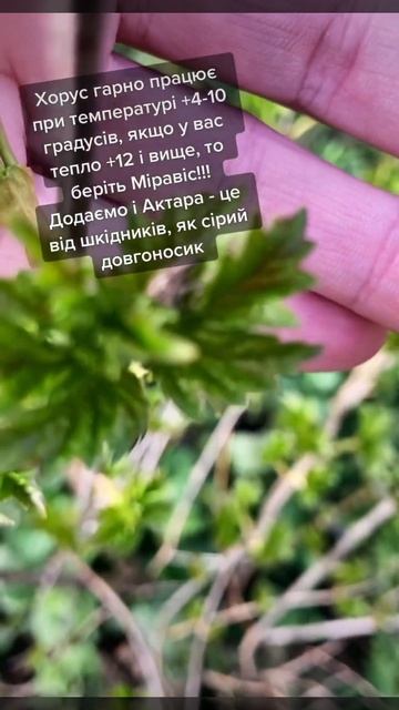 17.04.23 Обробка дерев по зеленому конусу та до цвітіння #? смотреть онлайн