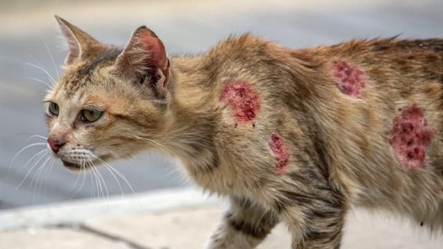 Урок 25 | 7 класс.Биология.Грибы — паразиты растений, жи? смотреть онлайн