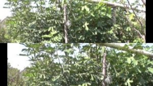 Хурма и инжир в домашних условиях