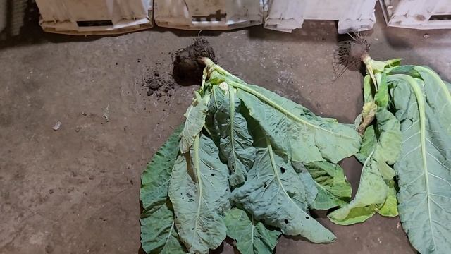 Храним свеклу, морковь в сухом погребе годами! смотреть онлайн