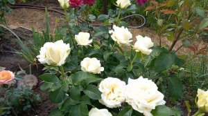 Роза Полярная звезда на пике первого цветения.