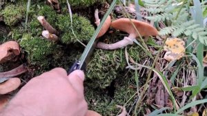 Много грибов, опята переросшие. Бийский район.