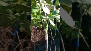 Прививка бересклета  летом 2024 года на штамб.Результат