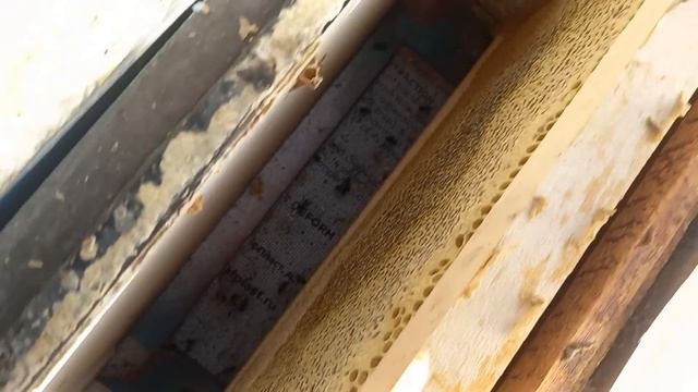 БЫСТРЫЙ СТАРТ на пасеке смотреть онлайн