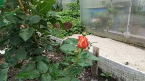 Роза Августа Луиза